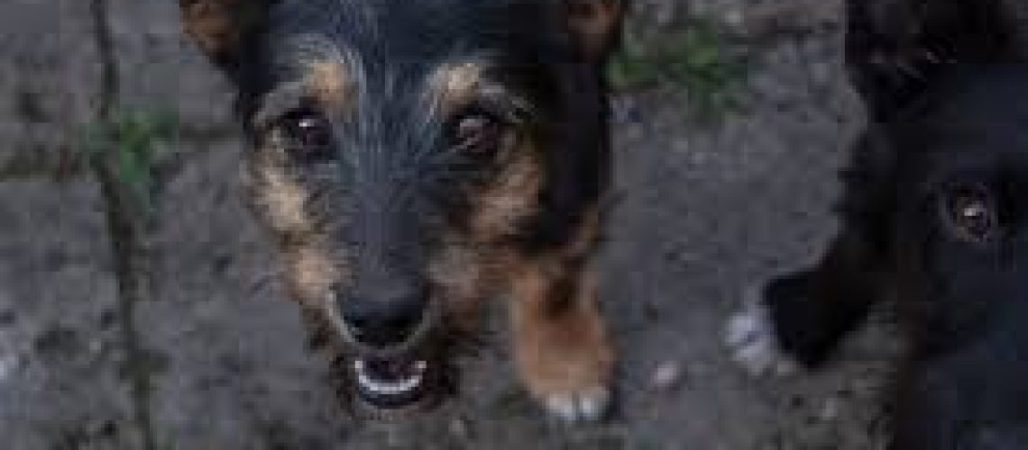 Why is my dog ​​barking?
